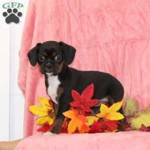 Violet, Boston Terrier Mix Puppy